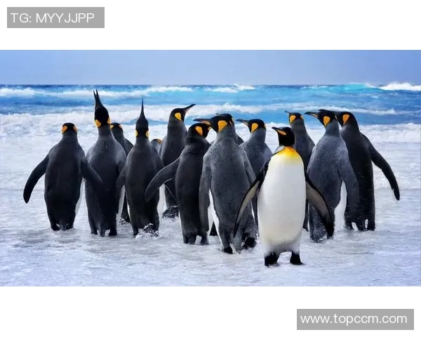 探索斯通斯的历史与文化影响力揭示其在当代社会的独特地位与价值